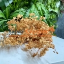 Turuncu cipso