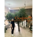 Avm Zeytin Ağacı