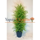 Yapay Mazı Ağacı Çam Ağacı
