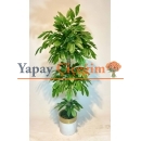 Yapay Mango Ağacı