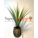 Aloe Vera Ağacı Modelleri