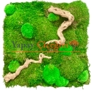 Şoklanmış Yosun Duvar Moss Duvar 50x50 cm