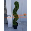 Dekoratif Spiral Şimşir Ağacı