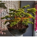 Büyük Bonzai Ağacı