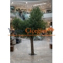 büyük zeytin ağacı