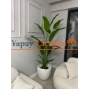 Lale Saksılı Starliçe Ağacı