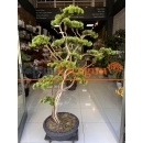 Premium Bonzai Ağacı 2.00 Mt