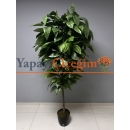 Büyük Boy Kestane Ağacı