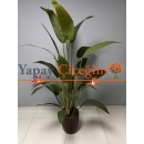 Paradisebird Yapay Ağaç