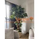 mango ağacı modelleri