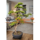 Premium Bonzai Ağacı 2.00 Mt