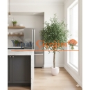 Meyveli Zeytin Ağacı