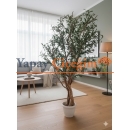 Doğal Gövdeli Zeytin Ağacı