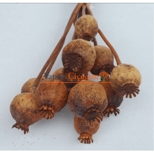 Turuncu Haşhaş Otu - Dogal Papaver Kuru Çiçek - 1724