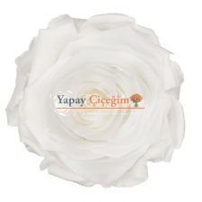 Şoklu Beyaz Gül Rose Amor - Kutu Gülü Sapsız - 1603