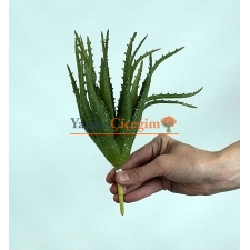 Yapay Aloe Vera Fanus Bitkileri - Yapay Çiçek