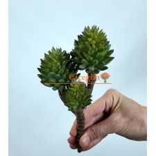 Crassula Tetragona Skulent