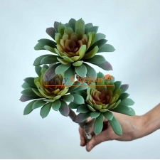 Sedum Minor Blam Sukulent