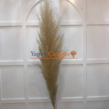 Pampas Çiçeği