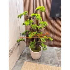 bonsai