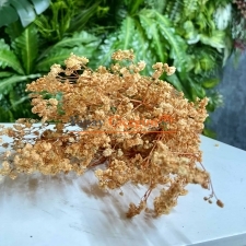Turuncu cipso
