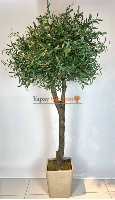 2.5 mt Zeytin Ağacı