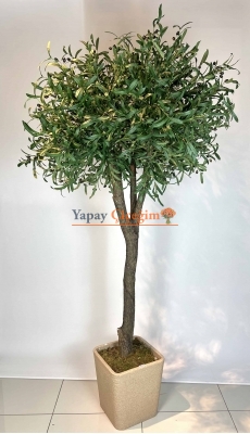 2.5 mt Zeytin Ağacı