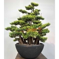 Premium Atlana Yapay Bonzai