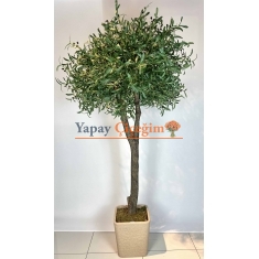 2.5 mt Zeytin Ağacı