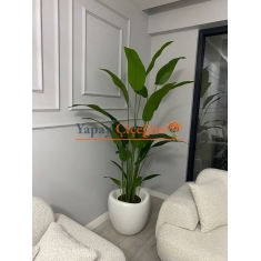 Lale Saksılı Starliçe Ağacı