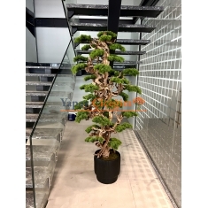 2 metre Bonzai