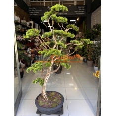 Premium Bonzai Ağacı 2.00 Mt