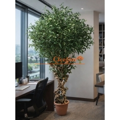 Bonzai Gövdeli Zeytin Ağacı