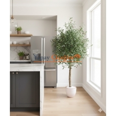 Meyveli Zeytin Ağacı