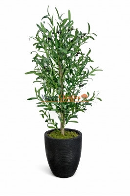 Siyah Saksılı Zeytin Ağacı