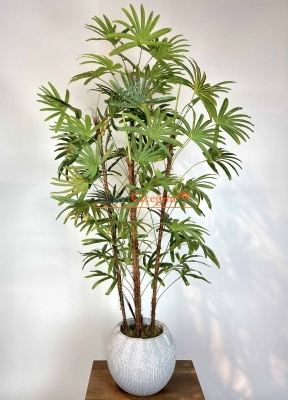 Yapay Rhapis Palmiyesi