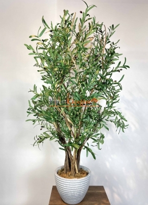 Bonzai Gövdeli Zeytin Ağacı