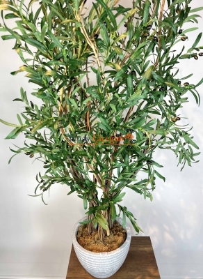 Bonzai Gövdeli Zeytin Ağacı