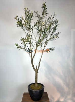 İnce Dallı Zeytin Ağacı