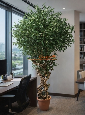 Bonzai Gövdeli Zeytin Ağacı