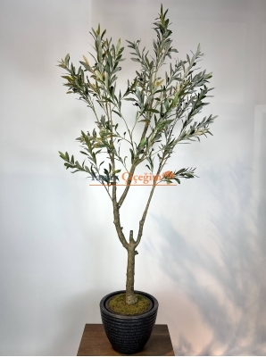 İnce Dallı Zeytin Ağacı