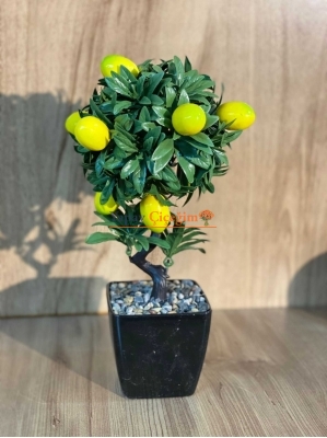 Saksıda Limon Ağacı 35 cm