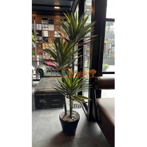 3 lü aloe vera