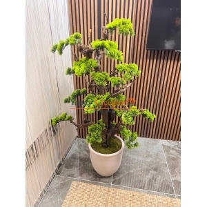 bonsai