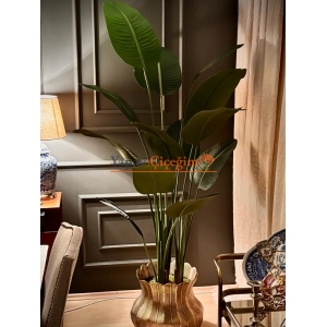 Kadife Yapraklı Dekoratif Starliçe Ağacı