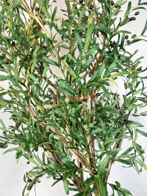 Bonzai Gövdeli Zeytin Ağacı