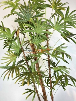Yapay Rhapis Palmiyesi
