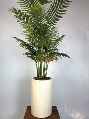 Premium Beton Saksılı Areka Ağacı