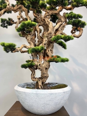 Dev Bonzai