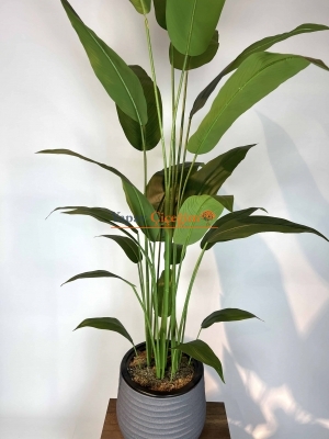 Strelitzia nicolai Yapay Ağaç